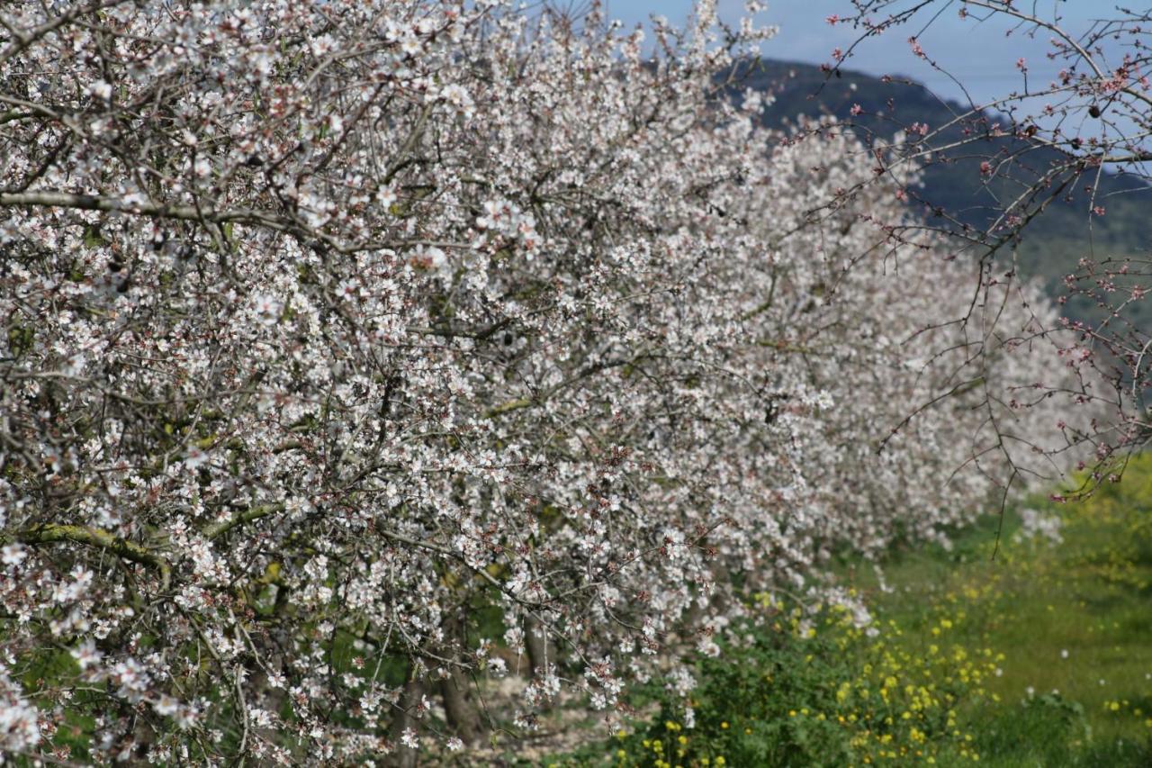 138 Finca Els Olivers Et1083 By Mallorca Charme Αλκούδια Εξωτερικό φωτογραφία